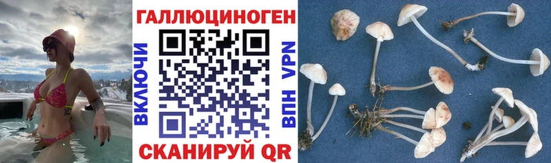 OMG ссылки продажа наркотиков Магас Галлюциногенные грибы Cubensis